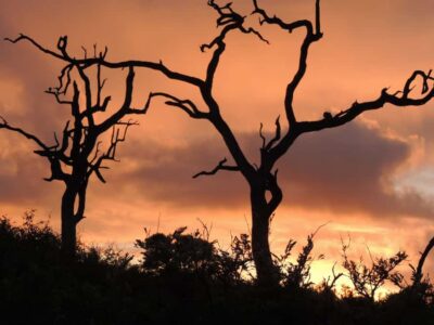 Marloth Park: Kruger National Park Safari Game Drives