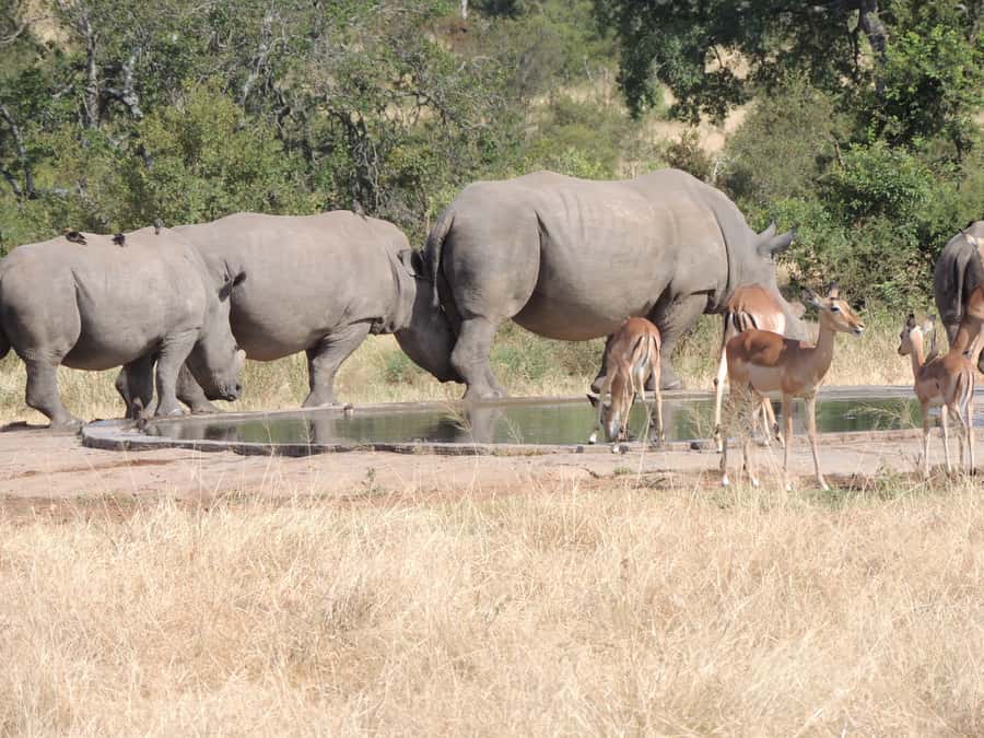 Marloth Park: Kruger National Park Safari Game Drives - Hippos, crocodiles, and the water-loving side of the park