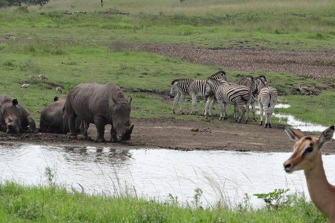 Mini Safari and Zulu Cultural experience - Day Tour - Key points to know before booking