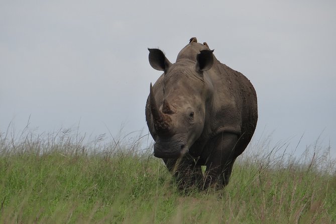 Mini Safari and Zulu Cultural experience - Day Tour - What the safari is really like