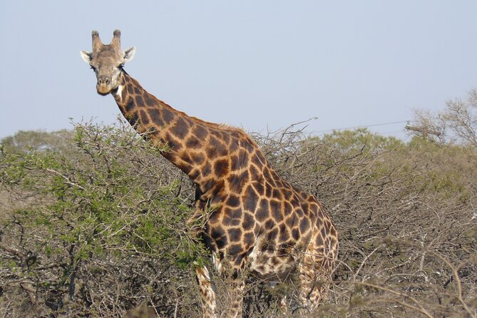 Mini Safari and Zulu Cultural experience - Day Tour - The Valley of a Thousand Hills setting