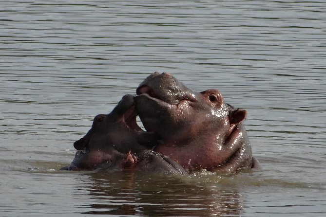 Mini Safari and Zulu Cultural experience - Day Tour - Three hours among animals at Tala Private Game Reserve