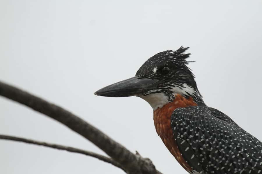 Moholoholo Rehabilitation Centre - Why Moholoholo Feels Different From a Regular Wildlife Visit