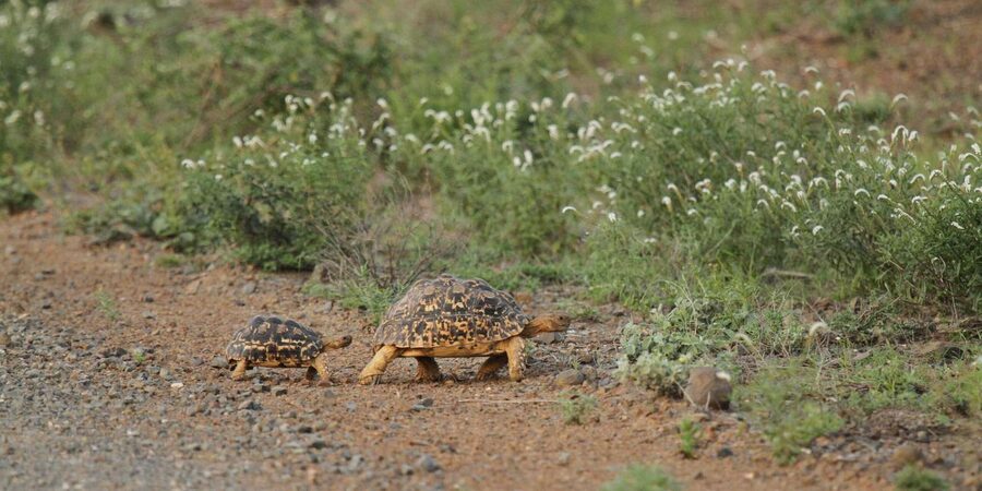 Moholoholo Rehabilitation Centre - Who Will Enjoy This Visit Most?