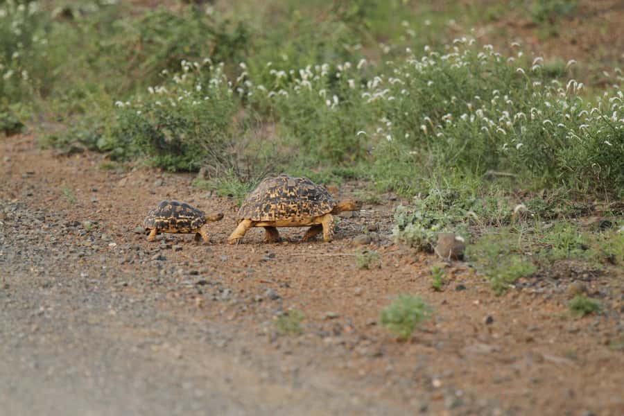 Moholoholo Rehabilitation Centre - Leaving Hoedspruit With Matumi Destinations