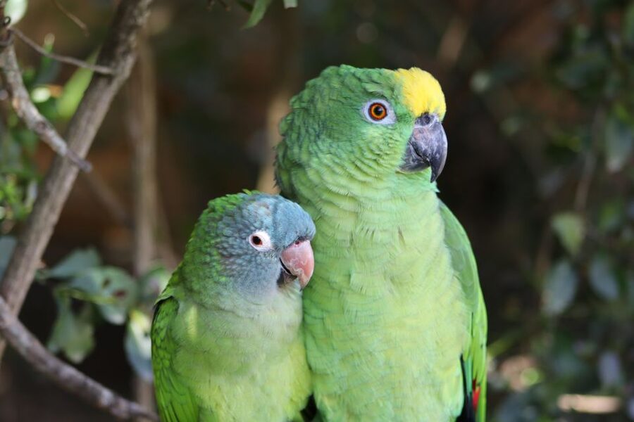 Monkeyland, Birds of Eden, Jukani - Animal Sanctuaries - FAQ