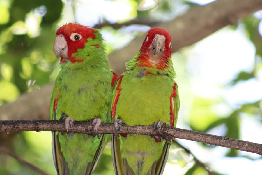 Monkeyland, Birds of Eden, Jukani - Animal Sanctuaries - Three sanctuaries, three very different visits