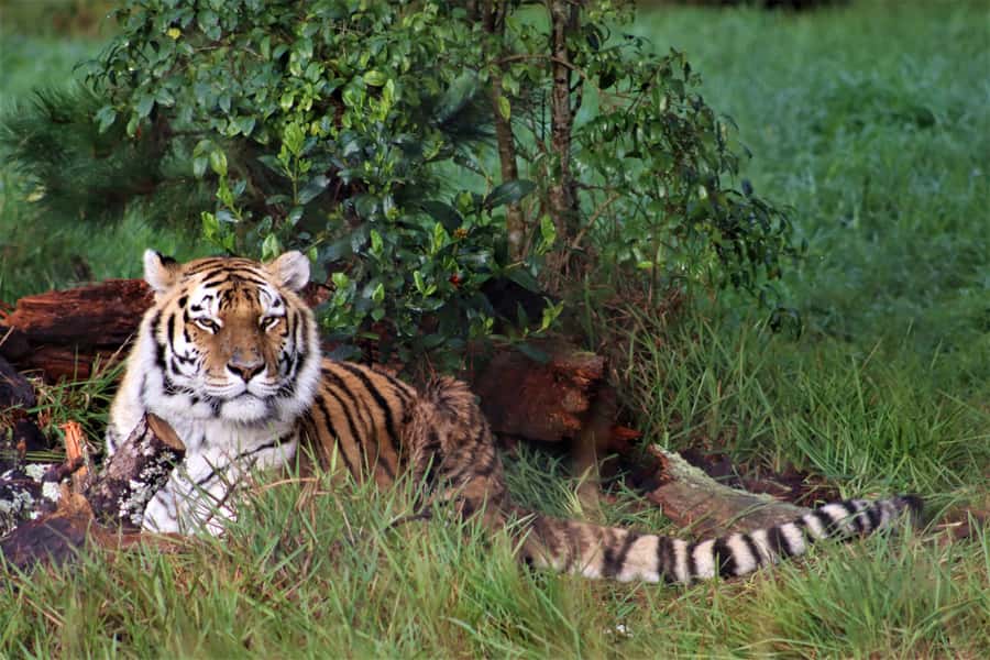 Monkeyland, Birds of Eden, Jukani - Animal Sanctuaries - Jukani Wildlife Sanctuary: rescued predators up close