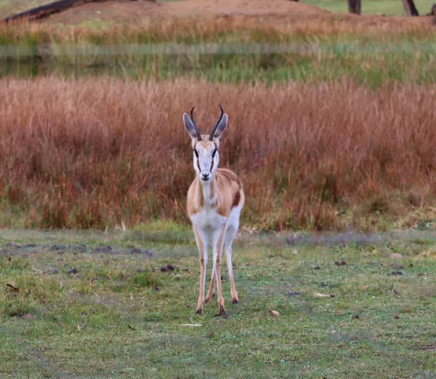 Monkeyland, Birds of Eden, Jukani - Animal Sanctuaries - How to plan one day or three