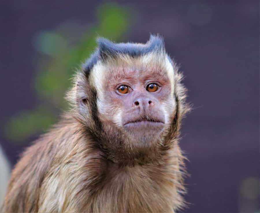 Monkeyland, Birds of Eden, Jukani - Animal Sanctuaries - Who gets the best value here