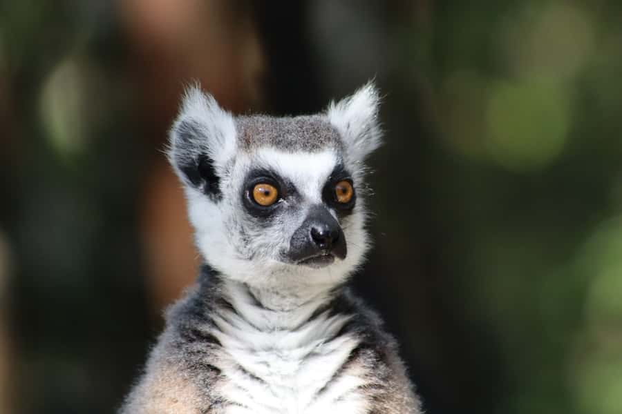 Monkeyland, Birds of Eden, Jukani - Animal Sanctuaries - Practical details that can shape your visit
