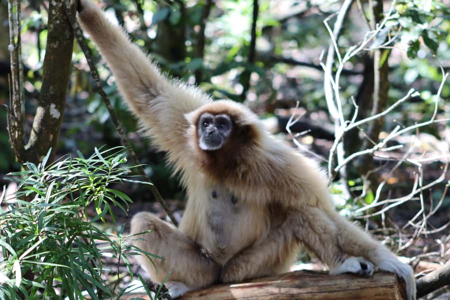 Monkeyland, Birds of Eden, Jukani - Animal Sanctuaries - Should you book Monkeyland, Birds of Eden, and Jukani?