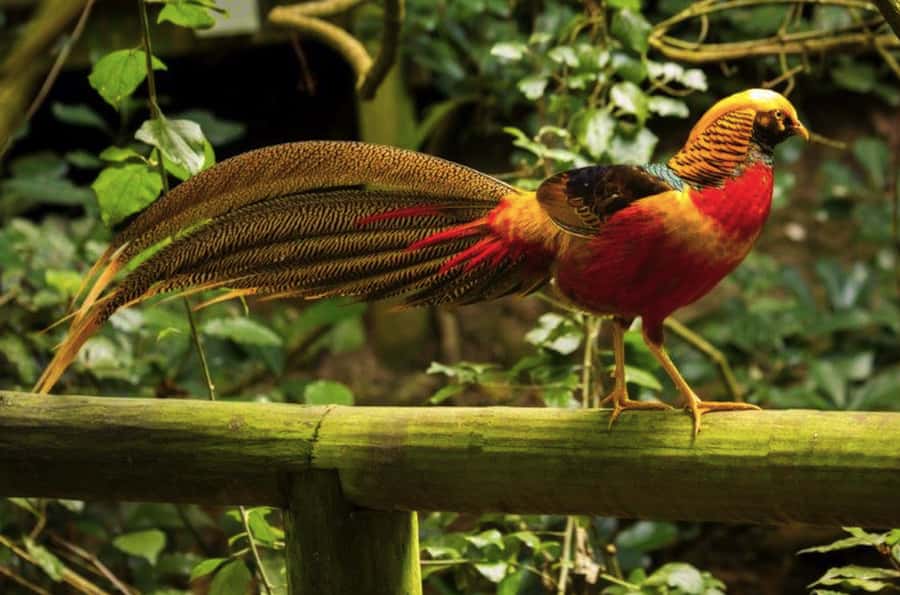 Monkeyland, Birds of Eden, Jukani - Animal Sanctuaries - Monkeyland: a forest full of chatter