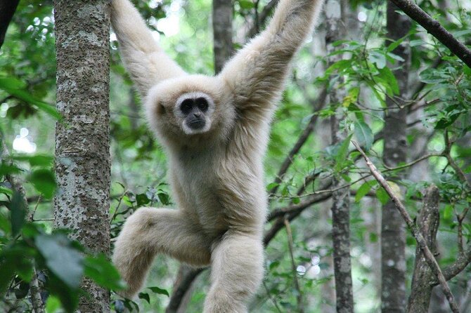 Monkeyland Guided Tour in Plettenberg Bay - Key points to know before you go