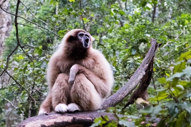 Monkeyland Guided Tour in Plettenberg Bay - Arriving at the 30-acre sanctuary