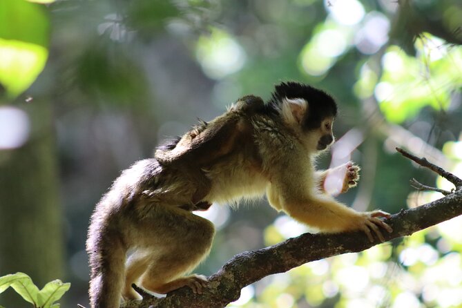 Monkeyland Guided Tour in Plettenberg Bay - The animals and the value of a natural setting