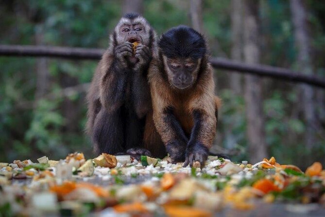 Monkeyland Guided Tour in Plettenberg Bay - The small-group limit and what it means