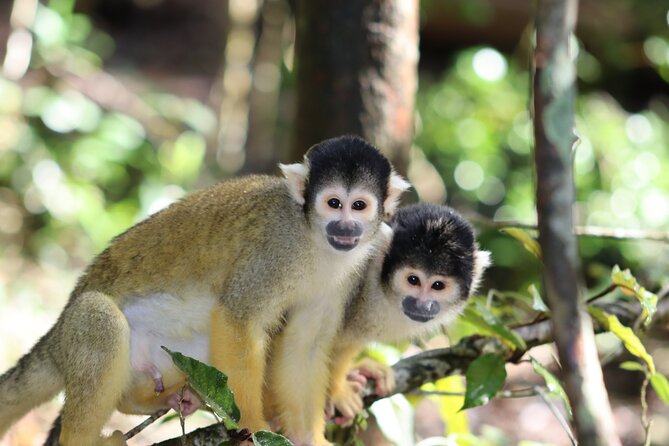 Monkeyland Guided Tour in Plettenberg Bay - Combining Monkeyland with other sanctuary visits