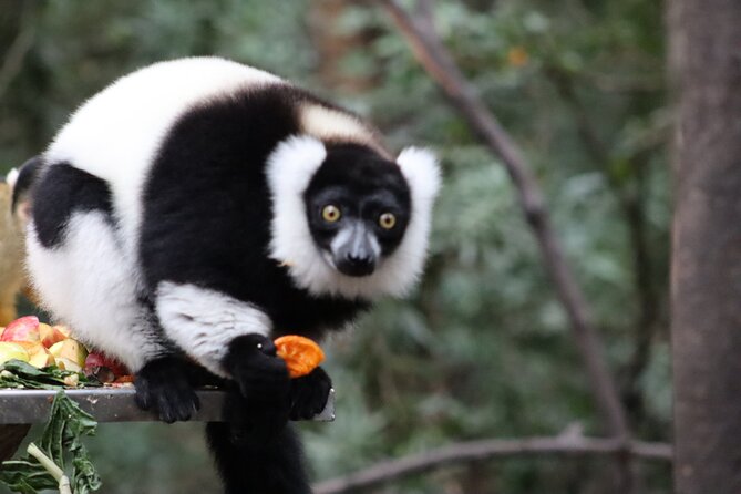 Monkeyland Guided Tour in Plettenberg Bay - Booking, cancellation, and practical planning