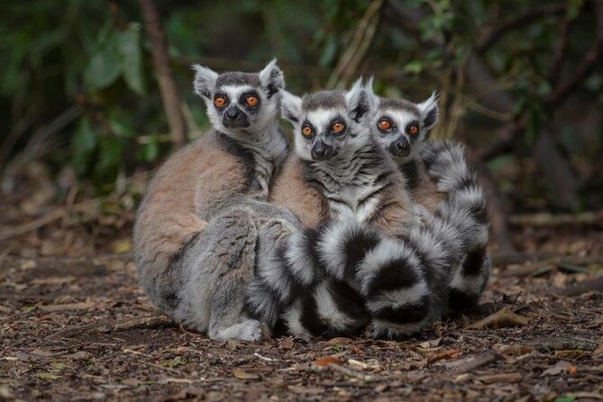 Monkeyland Guided Tour in Plettenberg Bay - Following the guide through the primate sanctuary