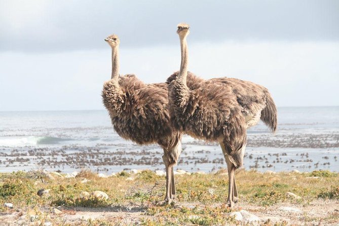 MUST DO: Boulders Beach & Cape Point Full Day Tour #1 Rated - Cape Point Nature Reserve and the lighthouse walk
