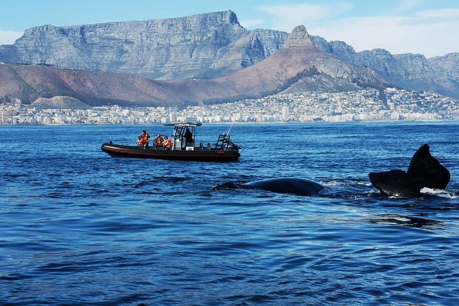 Ocean Safari - A fast start from Cape Town’s V&A Waterfront