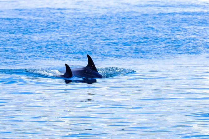 Ocean Safari - Practical advice for a better outing