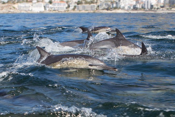 Ocean Wildlife Encounter in Cape Town - Why the guides matter