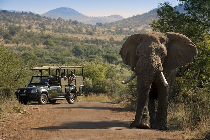 One day Safari including a 5 Hour Open Safari Vehicle Drive - Why Pilanesberg Works for a One-Day Safari