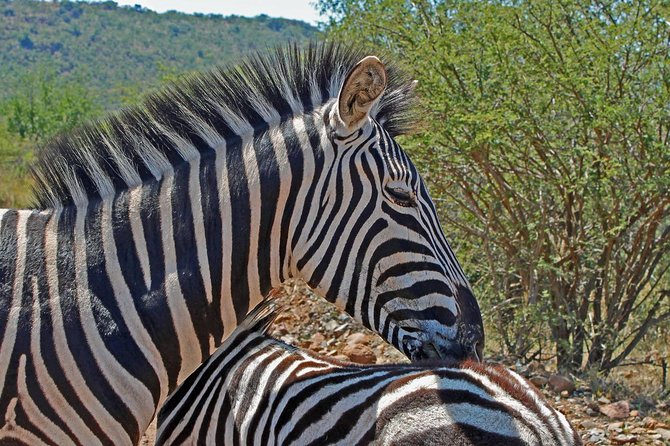 One day Safari including a 5 Hour Open Safari Vehicle Drive - Lunch at the Waterhole