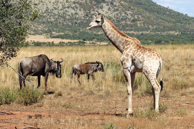 One day Safari including a 5 Hour Open Safari Vehicle Drive - Who Should Book This Pilanesberg Day Trip