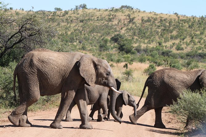 One day Safari including a 5 Hour Open Safari Vehicle Drive - Five Hours in an Open Safari Vehicle
