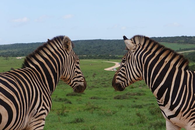 One-Way Hop-on Hop-off Bus from Port Elizabeth to Cape Town - Price and the value of $199