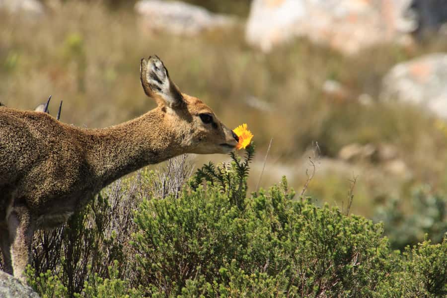 Oudtshoorn: Half-Day Swartberg Pass Private Guided Tour - Key points to know before booking