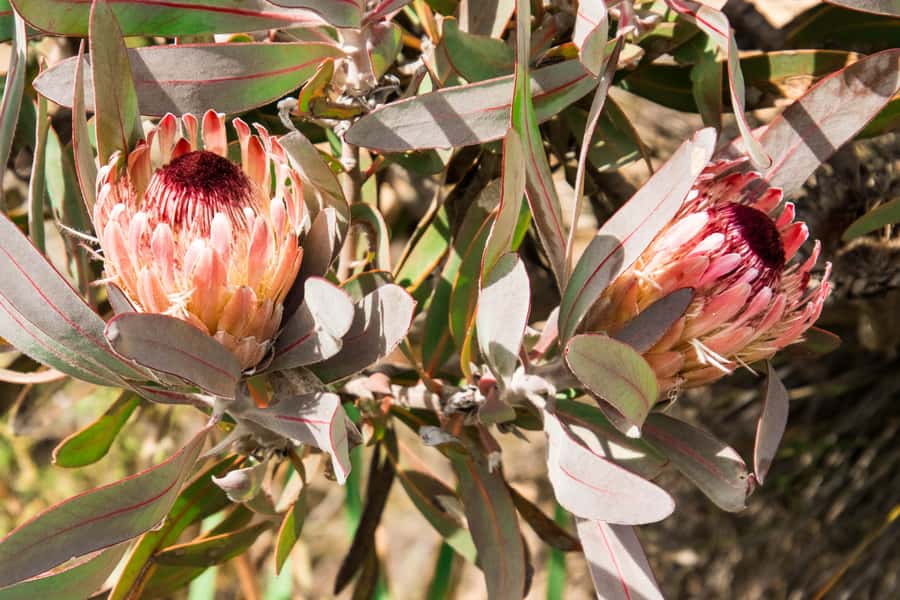 Oudtshoorn: Half-Day Swartberg Pass Private Guided Tour - Why the Swartberg Pass is worth your morning