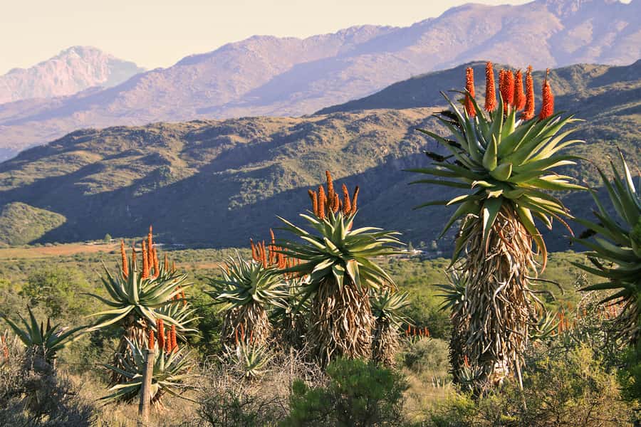 Oudtshoorn: Half-Day Swartberg Pass Private Guided Tour - Riding the 900-metre climb