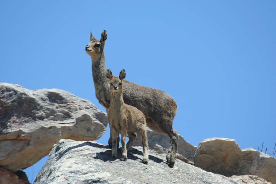 Oudtshoorn: Half-Day Swartberg Pass Private Guided Tour - A light lunch after the mountain drive