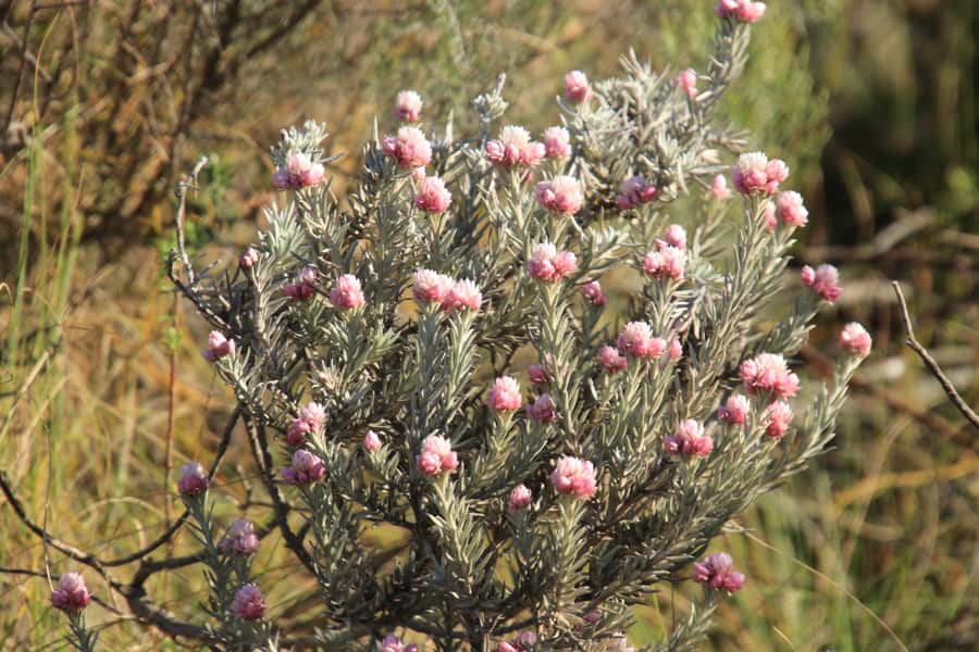 Oudtshoorn: Half-Day Swartberg Pass Private Guided Tour - What the $164 price buys you