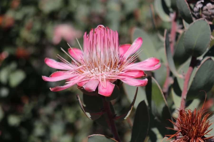 Oudtshoorn: Half-Day Swartberg Pass Private Guided Tour - Who should book this pass tour