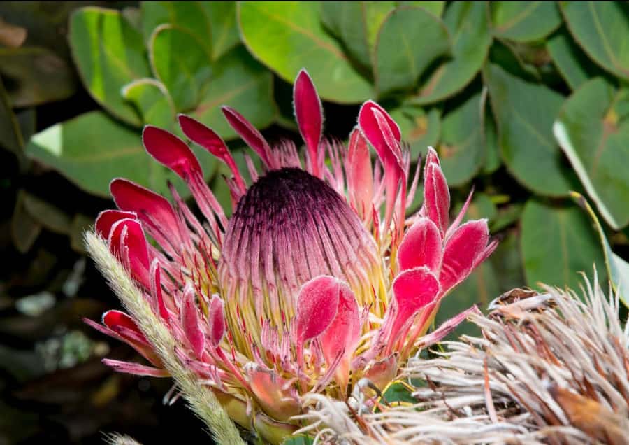 Oudtshoorn: Swartberg Mountain Pass Tour with Country Lunch - Why the Swartberg Pass is the star of the day