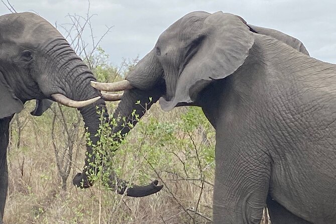 Overnight Kruger National Park Classic Camping Safari - Sleeping in a classic tent at Pretoriuskop