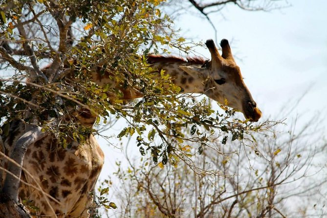 Overnight Kruger National Park Classic Camping Safari - Who will get the most from this safari