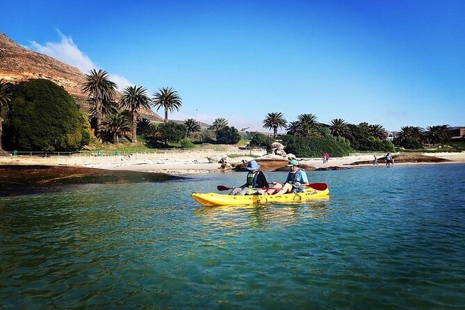 Paddle with the Penguins - Watching African penguins from the water