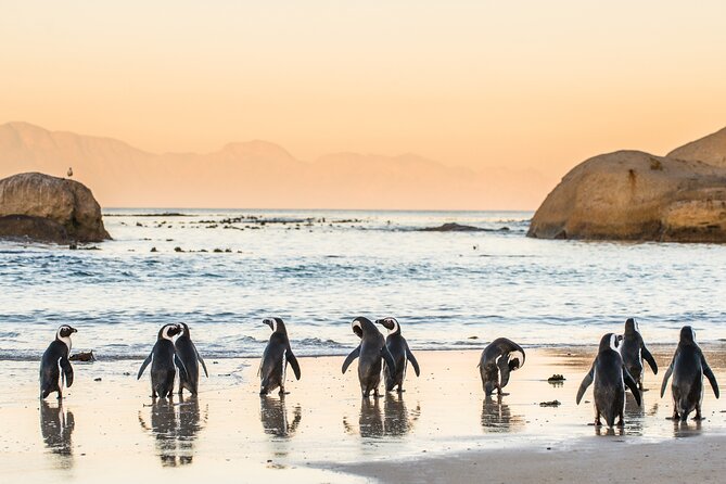 Penguin Encounter Boulders Beach Half Tour Day from Cape Town - Boyes Drive finishes the coastal loop