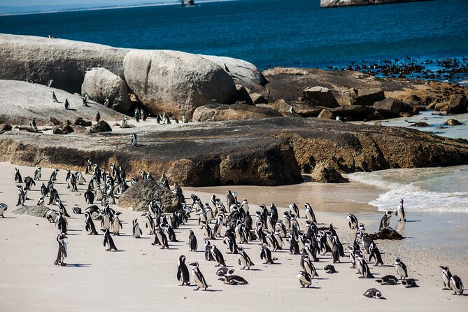Penguin Encounter Boulders Beach Half Tour Day from Cape Town - What the guides add to the ride