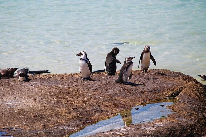 Penguin Encounter Boulders Beach Half Tour Day from Cape Town - Transport, timing, and comfort
