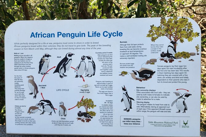 Penguin Encounter Boulders Beach Half Tour Day from Cape Town - Who should book this half-day outing?