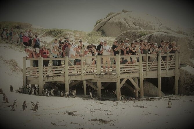 Penguin Encounter Boulders Beach Half Tour Day from Cape Town - Booking value and what to pack