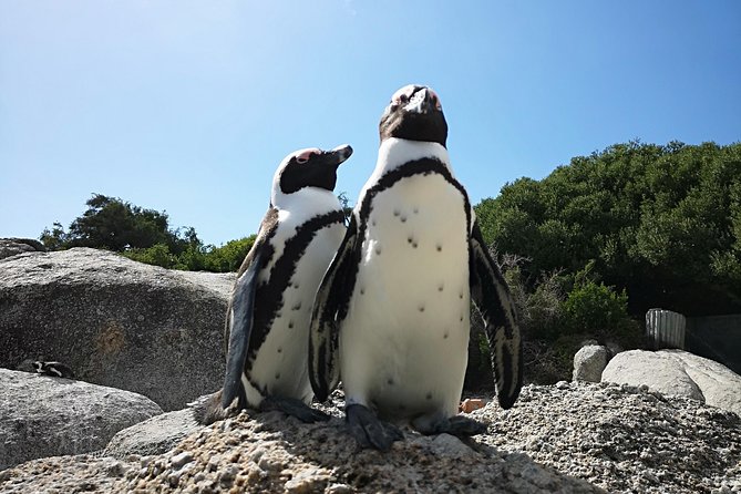 Penguin Time! Private Peninsula Experience. - How the private price holds up
