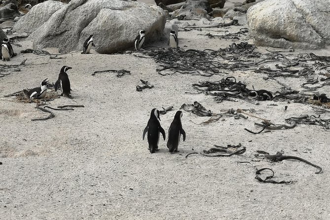 Penguin Time! Private Peninsula Experience. - Timing, crowds, and the flexible route